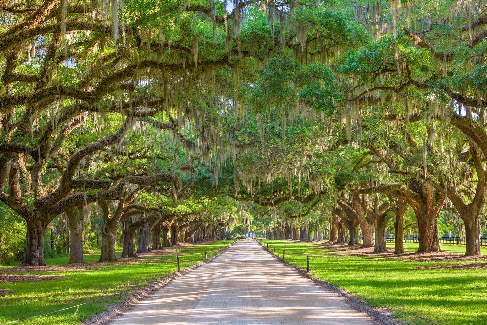 Which Plantation Should You Visit in Charleston SC?