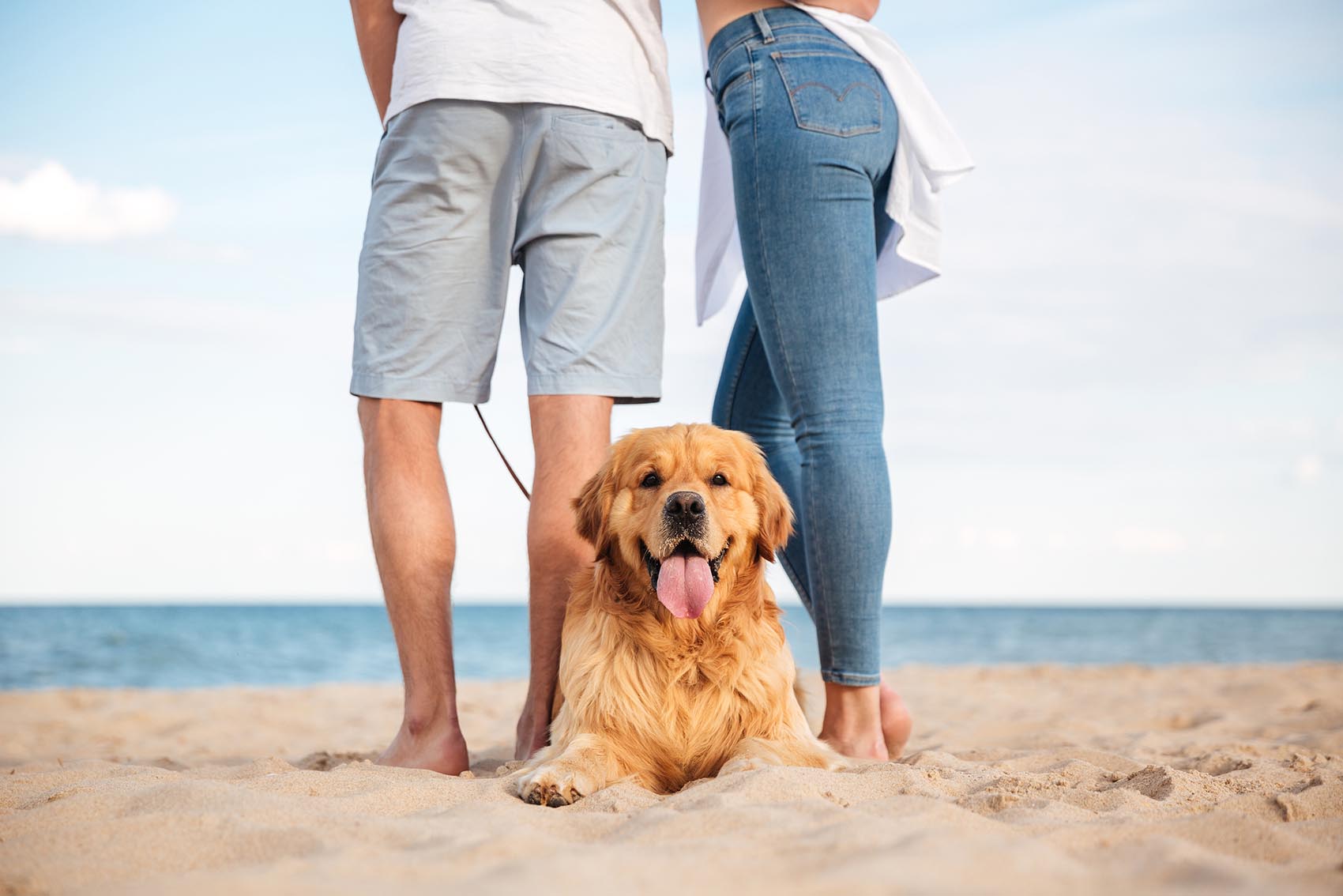 ALL DOGS GO TO CHARLESTON SC: A DOG FRIENDLY VACATION DESTINATION
