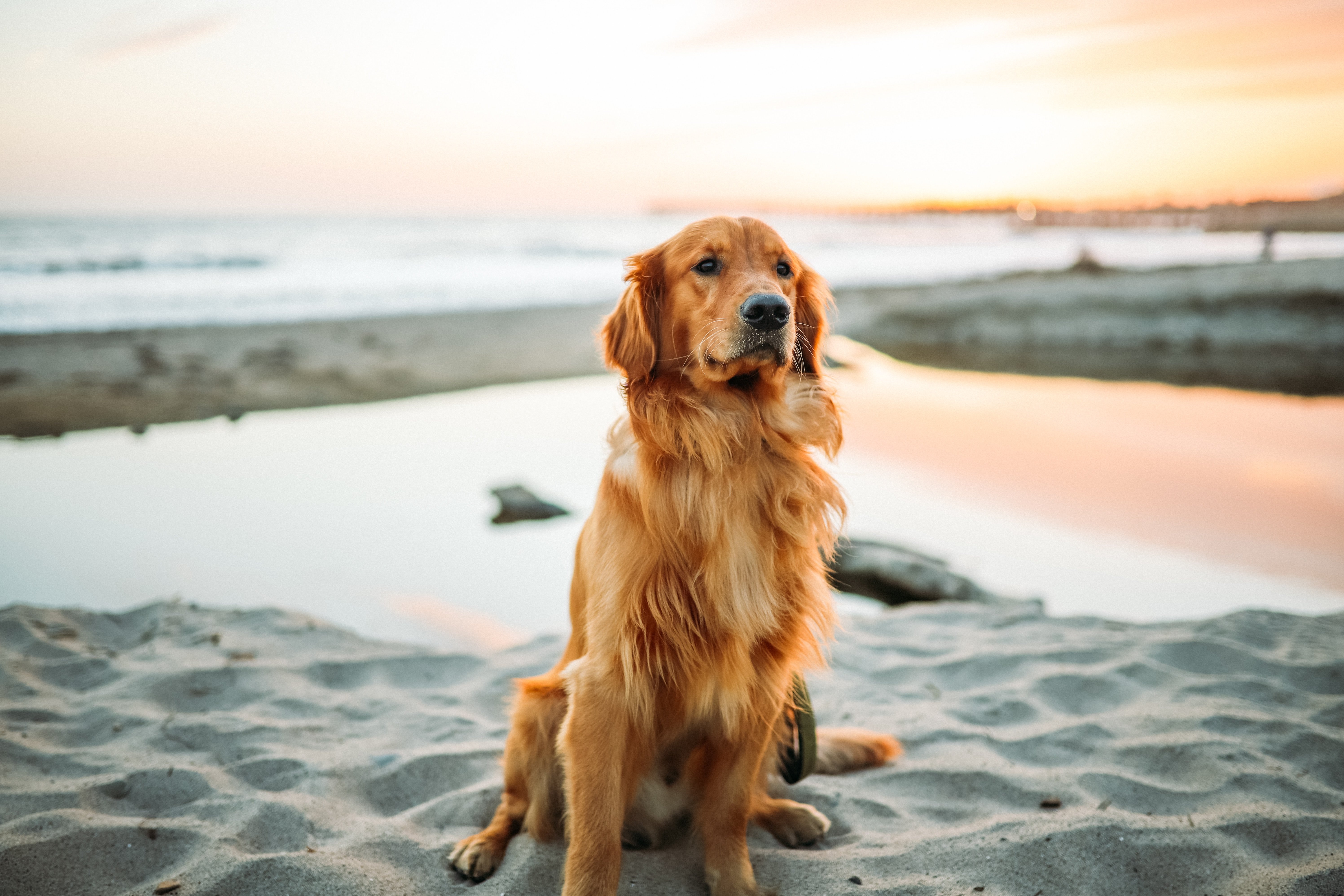 A Pet-Friendly Vacation in Charleston SC: Taking Your Dog to the Beach