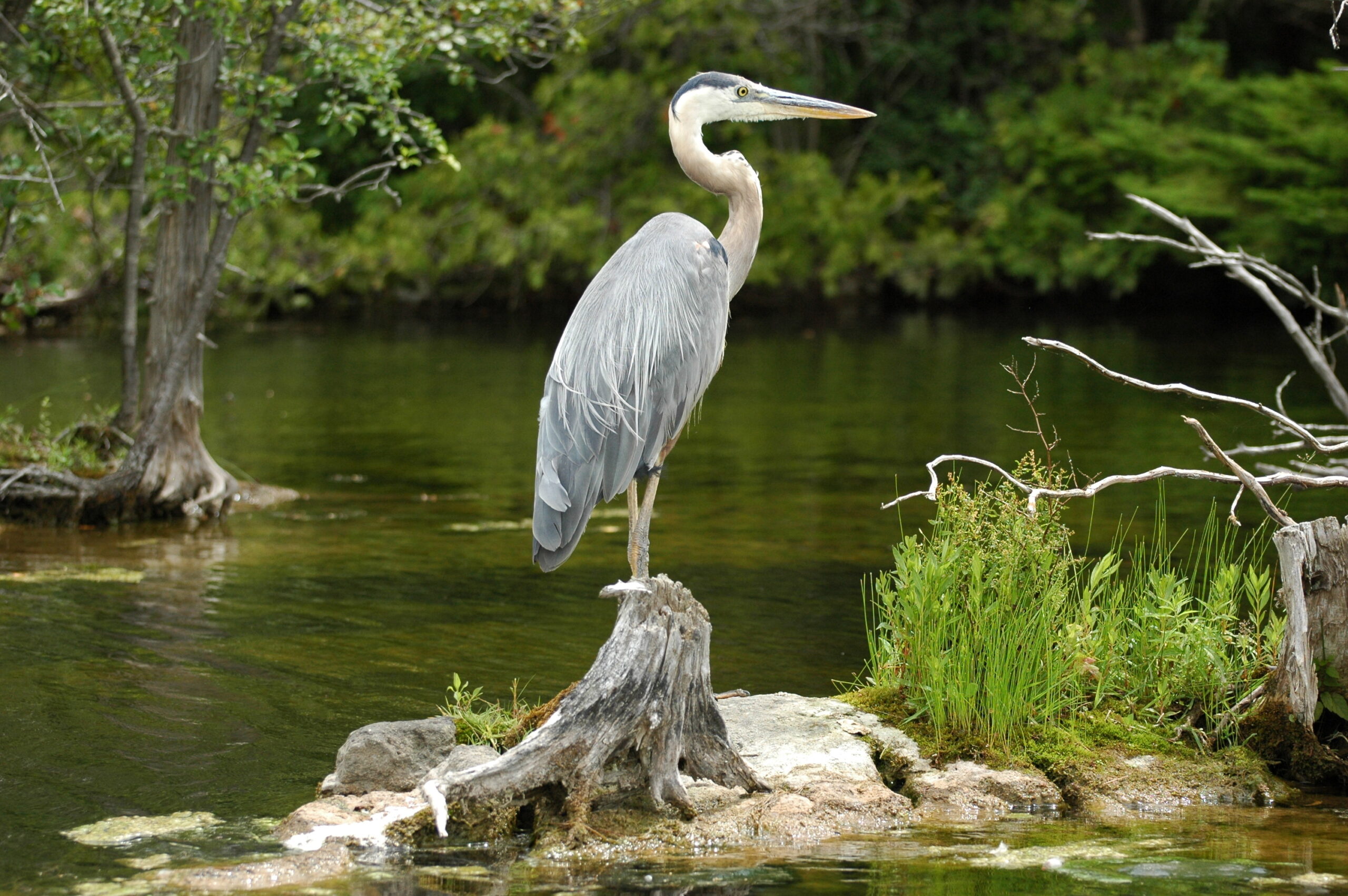 Explore Our 3-Day Nature and Wildlife Itinerary in Charleston
